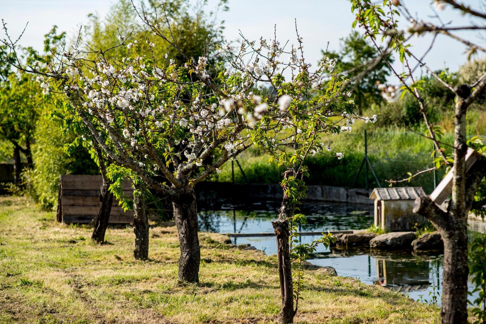 Barrocal Nature Houses Nelas Exterior foto